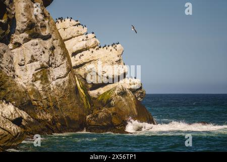 Gli uccelli marini riposano sulle bianche scogliere che si affacciano sulle onde dell'oceano. Morro Bay, California Central Coast Foto Stock