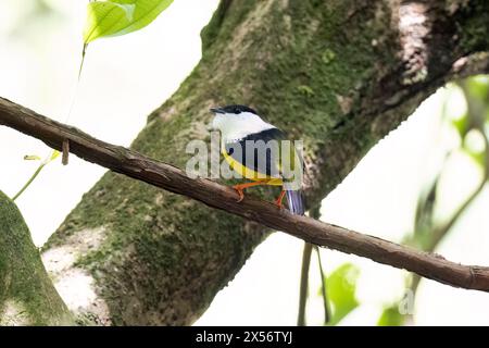 Manakina bianca (Manacus candei) maschio - la Laguna del Lagarto Eco-Lodge, Boca Tapada, Costa Rica Foto Stock