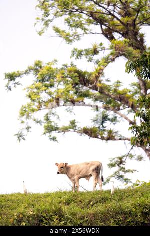 Mucca Brahman vicino a Boca Tapada, Costa Rica Foto Stock