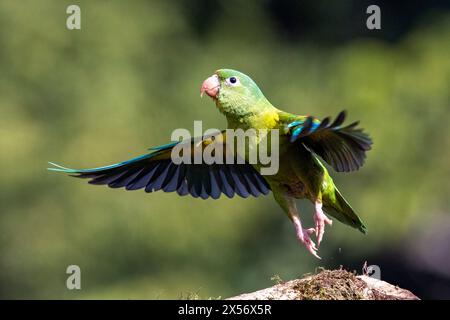 Decollo del parakeet con chinchine d'arancia (Brotogeris jugularis) - la Laguna del Lagarto Eco-Lodge, Boca Tapada, Costa Rica Foto Stock