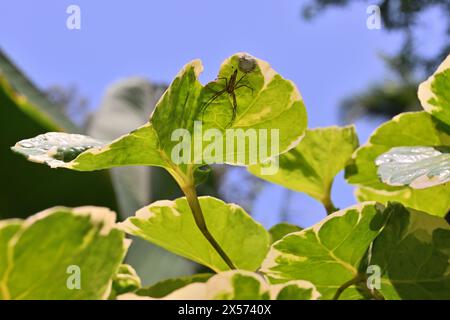 Vista di un ragno a righe di lince con il suo sacco a forma di uovo di ragno sul lato inferiore di una foglia variegata di una pianta di Shield Aralia Foto Stock