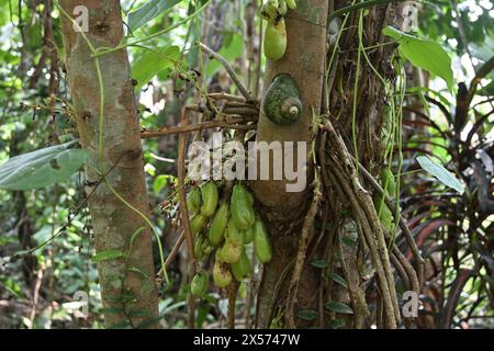 Vista di una lumaca di terra gigante endemica (Acavus phoenix) aggrappata a una superficie di un tronco di alberi portatori di frutti (Averrhoa bilimbi) Foto Stock