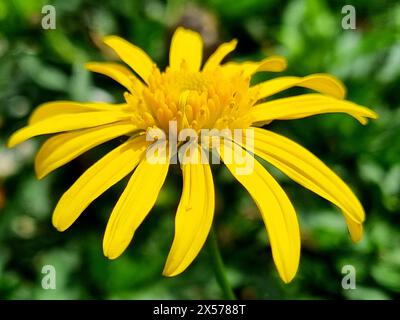 Fiore giallo a margherita (euryops chrysanthemoides) Foto Stock