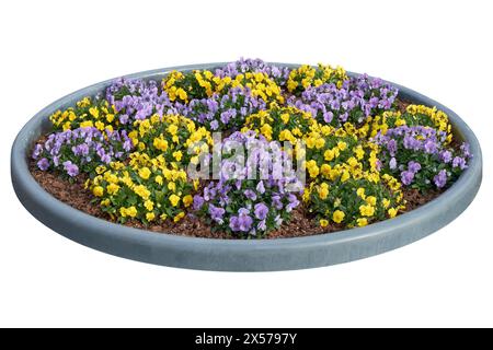 Bellissime pansie, violette, viole che crescono sull'aiuola. Viola tricolore fiori primaverili su aiuola, isolati su bianco. Design urbano e paesaggistico Foto Stock