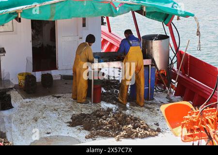 Cozze, porto di pesca, Freixo, Ria de Muros e Noia, provincia di CoruÒa, Galizia, Spagna. Foto Stock