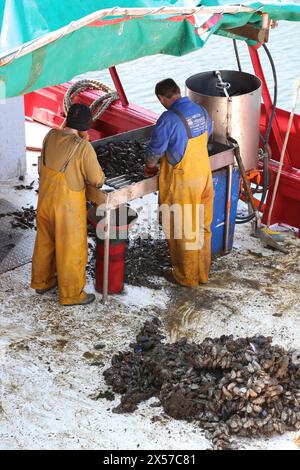 Cozze, porto di pesca, Freixo, Ria de Muros e Noia, provincia di CoruÒa, Galizia, Spagna. Foto Stock