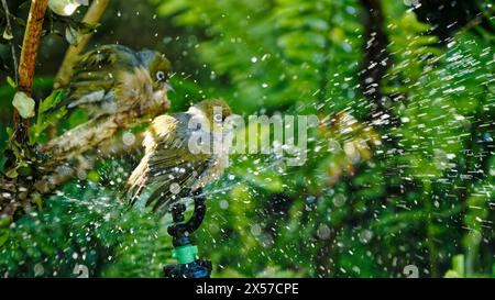 L'occhio d'argento / tauhou che si bagnava su un irrigatore da giardino. Noto anche come occhio di cera o occhio bianco. Aotearoa / nuova Zelanda. Foto Stock