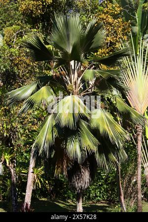 Palma cinese a vento, palma del mulino a vento o palma di Chusan, Trachycarpus fortunei, Arecaceae. Manuel Antonio, Costa Rica, America centrale. Foto Stock