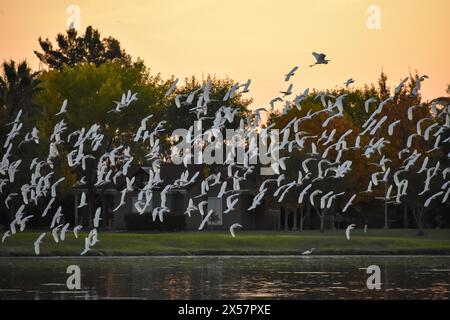 Grande Sfingide (Bubulcus ibis) su un lago la sera, vista a Entre Rios, Argentina Foto Stock