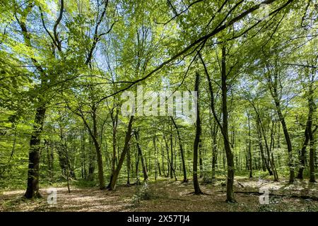 Faggi della foresta di faggi (Fagus) alberi decidui germogliano foglie nella foresta decidua mista verde in primavera, Kirchheller Heide, Kirchhellen, nord Foto Stock