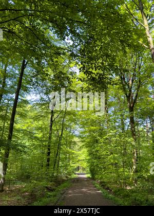 Sentiero forestale attraverso faggi boschi (Fagus) alberi decidui che germogliano foglie in verde foresta decidua mista a maggio primavera, a nord Foto Stock