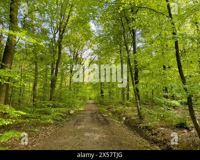 Sentiero forestale attraverso faggi boschi (Fagus) alberi decidui che germogliano foglie in verde foresta decidua mista a maggio primavera, a nord Foto Stock