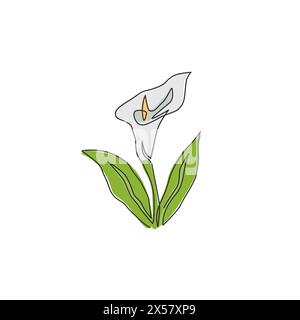 Un disegno a linea continua di un giglio d'arum fresco di bellezza per il logo del giardino. Concetto di fiori decorativi di zantedeschia stampabili per poster decorativi a parete. Mo Illustrazione Vettoriale