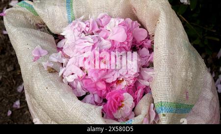 Sacchetti con petali di rosa raccolti per olio di rosa essenziale biologico ottenuto per distillazione a vapore Foto Stock