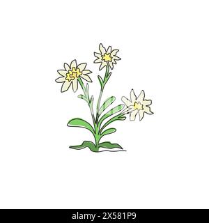 Linea singola continua che disegna bellezza e fiori esotici di stella alpina. Pianta decorativa in leontopodio per decorazioni a parete per la casa stampa di poster artistici. Moderno Illustrazione Vettoriale