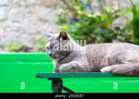 Gatto tartaruga d'argento adagiato su una panchina verde nella città vecchia di Dubrovnik, Croazia. Foto Stock