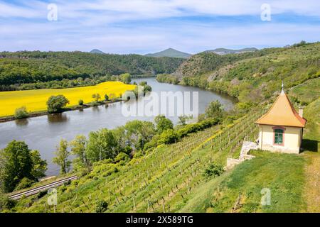 Vinice, řeka Labe, Velke Zernoseky, porta Bohemica, Ceske Stredohori, Ceska republika / vigneti, fiume Elba, porta Bohemica, Velke Zernoseky, ceco Foto Stock