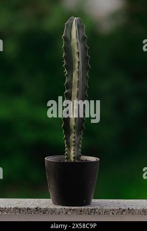 Questa affascinante fotografia cattura un cactus a canne d'organo fantasma solitario nascosto in una pentola su un lussureggiante sfondo verde naturale. Foto Stock