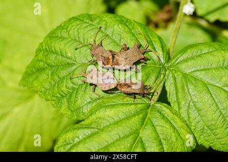 Mating Dock Bugs (Coreus marginatus), famiglia Coreidae su foglie di un cespuglio di lamponi in un giardino olandese. Primavera, maggio, Paesi Bassi Foto Stock