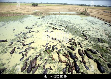 Büffel Haltung nel bengalese azienda di Buffalo su un'isola fluviale situata presso il fiume Jamuna a Bogra Bangladesh l'8 maggio 2024. Di recente l'allevamento del bestiame è diventato un settore commercialmente praticabile in Bangladesh. Gli imprenditori locali si stanno interessando all'allevamento dal decennio degli anni novanta del secolo scorso. Bogra Bogura District Bangladesh Copyright: XHabiburxRahmanx Foto Stock