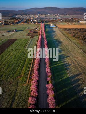 Berkenye, Ungheria - Vista panoramica verticale aerea di prugne selvagge rosa in fiore lungo la strada nel villaggio di Berkenye in una mattina di primavera con Foto Stock