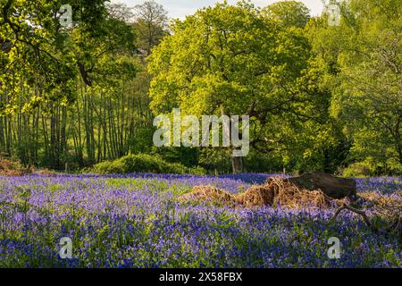 Tappeti di campanelli nel bosco sull'alto weald vicino a Mountfield est Sussex sud-est Inghilterra Regno Unito Foto Stock