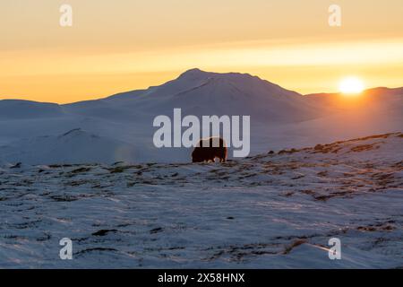 Bellissimo ritratto di un bue muschiato con i primi raggi del sole del tramonto in un paesaggio maestoso e idilliaco in Norvegia, con montagne innevate e S. Foto Stock