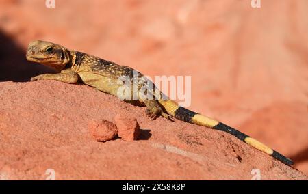 avvicinati a una lucertola chuckwalla a strisce sull'arenaria rossa del parco statale valley of fire vicino a overton, nevada Foto Stock