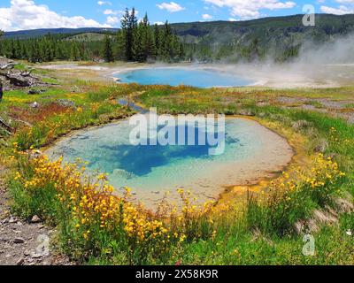 La colorata piscina di gemme e la primavera di pinto e i fiori selvatici gialli in una soleggiata giornata estiva nel gruppo di geyser a cascata del parco nazionale di yellowstone, wyoming Foto Stock