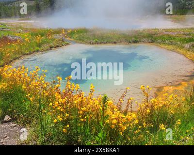 La colorata piscina di gemme e la primavera di pinto e i fiori selvatici gialli in una soleggiata giornata estiva nel gruppo di geyser a cascata del parco nazionale di yellowstone, wyoming Foto Stock