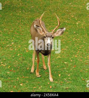 i cervi muli pascolano in autunno nel parco nazionale capitol reef, utah Foto Stock