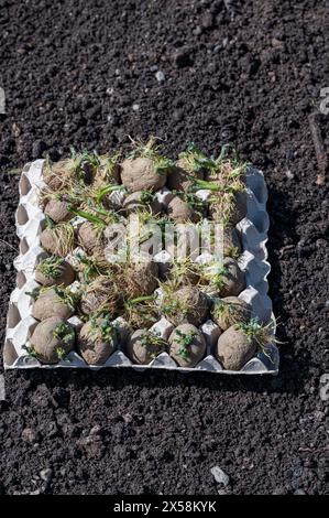 Tuberi-seme di patate pre-coltivati in un cartone di uova posto sul terreno Foto Stock
