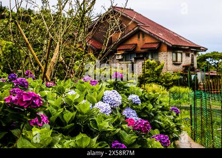 Colori multipli di fiori di ortensia in una mattina presto di primavera in un giardino a Zhuzihu (lago di bambù in cinese), Yangmingshan, Taipei City, Taiwan. Foto Stock