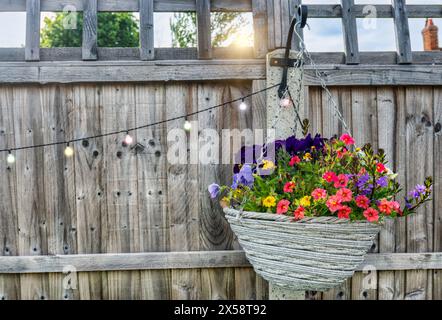 vaso di fiori di petunia appeso sulla recinzione di legno nel cortile posteriore, tradizionale regno unito Foto Stock