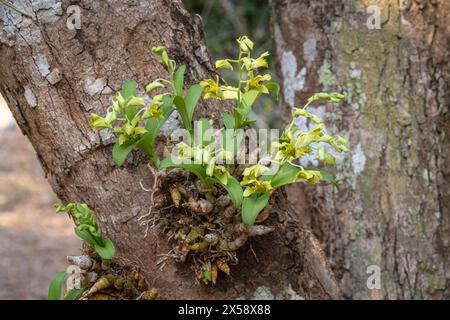 Vista ravvicinata delle piccole specie di orchidee epifitiche dendrobium delacourii che fioriscono con fiori gialli verdi all'aperto nel giardino tropicale Foto Stock