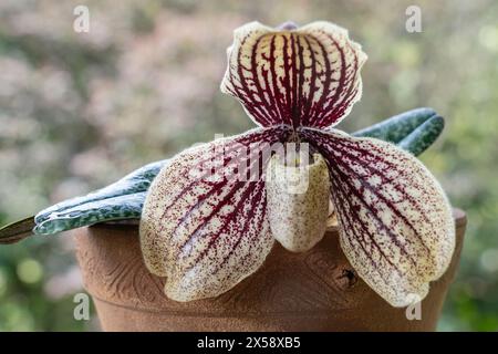 Vista ravvicinata della specie di orchidee paphiopedilum myanmaricum con fiore rosso viola e bianco cremoso isolato su sfondo naturale Foto Stock