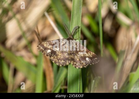 Common Heath Moth, Ematurga atomaria Sussex, Regno Unito Foto Stock