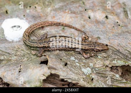 Una lucertola comune, Zootoca vivipara che si crogiola su un tronco. Sussex, Regno Unito Foto Stock