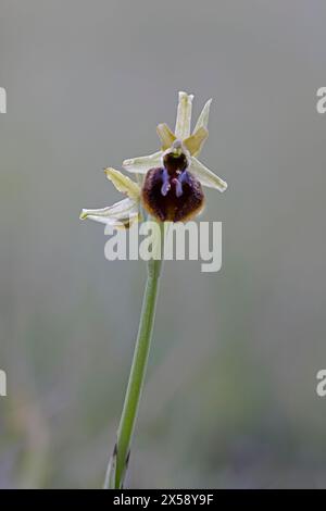Early Spider Orchid al Dancing Ledge Dorset UK Foto Stock