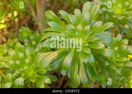 Il primo piano di Aeonium arboreum, noto anche come Tree eonium, Tree houseleek, o rosa irlandese, è un succulento arbusto subtropicale nella pianta fiorita fa Foto Stock