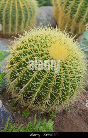 Il cactus d'oro (echinocactus grusonii) noto anche come palla d'oro o cuscino della suocera, è originario del Messico centro-orientale. Foto Stock