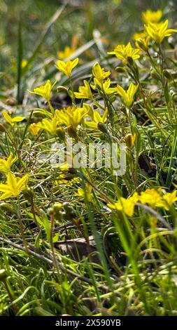 Gagea lutea fiore selvatico nella foresta. Conosciuta come Stella gialla di Betlemme. Foto Stock