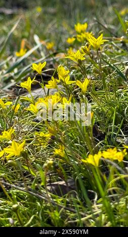 Gagea lutea fiore selvatico nella foresta. Conosciuta come Stella gialla di Betlemme. Foto Stock