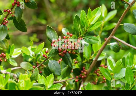 Bacche rosse di spinoso del Mediterraneo su un ramo selvatico di Rhamnus alaternus da vicino Foto Stock