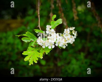 Un gruppo di fiori bianchi su Biancospino (Crataegus monogyna), noto anche come maggio, che riflette il periodo dell'anno in cui normalmente fiorisce. Foto Stock