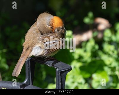 robin europeo, erithacus rubecula, comportamento di preparazione e di esposizione al sole in un giardino primaverile del Regno Unito Foto Stock