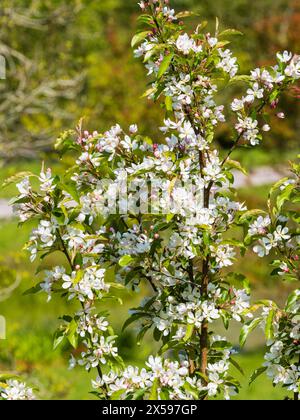 La primavera bianca fiorisce il melo di granchio, Malus "Comtessa de Paris" Foto Stock