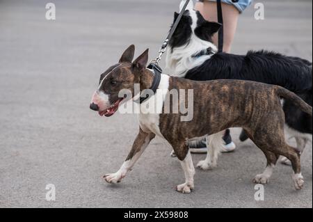 Donna cammina 2 cani. Primo piano delle gambe femminili, del collie di bordo e del corriere del toro sui guinzagli in una passeggiata all'aperto. Foto Stock