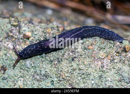 Lumaca nera di cenere (Limax cinereoniger) da Hidra, Norvegia sud-occidentale a maggio. Foto Stock