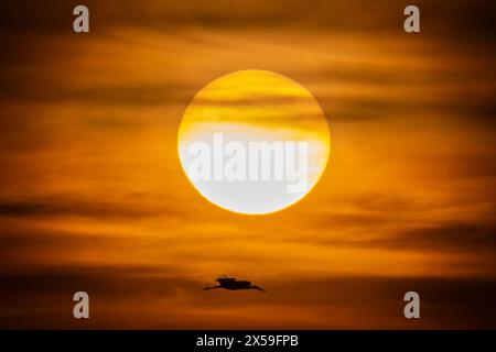 Madrid, Spagna. 7 maggio 2024. Una cicogna bianca (Ciconia ciconia) che vola vicino al sole durante il tramonto. Crediti: Marcos del Mazo/Alamy Live News Foto Stock